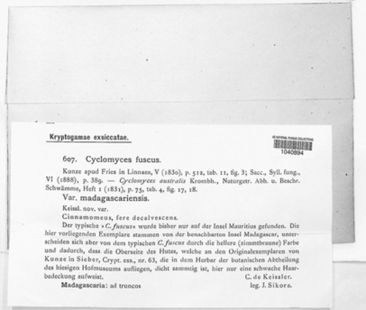 Cyclomyces fuscus image
